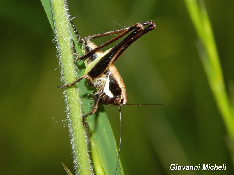 neanide di Tettigoniidae:   cfr. Eupholidoptera sp.